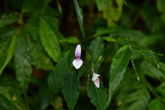Dicliptera japonica
