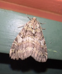 Hydriomena nubilofasciata