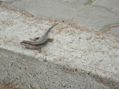 Trachylepis spilogaster