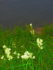 Linaria vulgaris