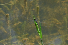 Indothemis carnatica