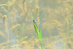 Indothemis carnatica