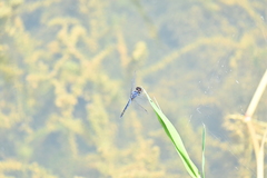 Indothemis carnatica