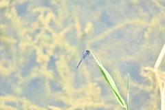 Indothemis carnatica