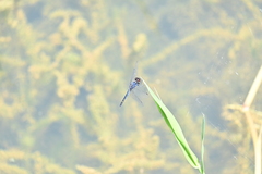 Indothemis carnatica