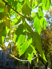Fraxinus pennsylvanica