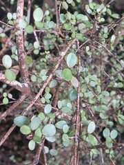 Neomyrtus pedunculata