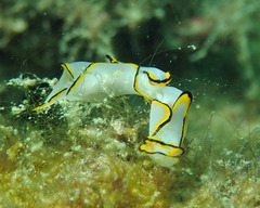 Chelidonura pallida
