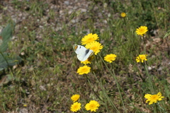 Zegris eupheme menestho