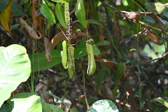 Nepenthes gracilis