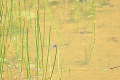 Indothemis