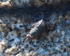 Platystoma seminationis