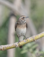 Oenanthe lugubris schalowi