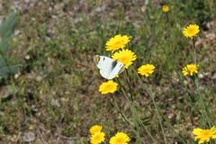 Zegris eupheme menestho