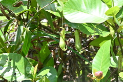 Nepenthes gracilis