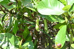 Nepenthes gracilis