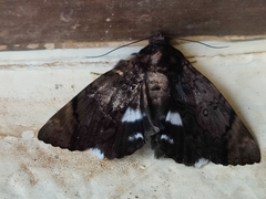 Catephia linteola
