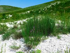 Artemisia salsoloides