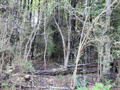 Neomyrtus pedunculata