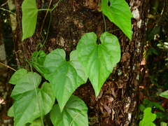 Trichosanthes pilosa