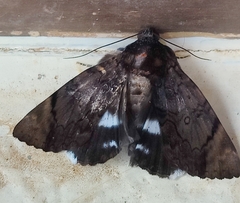 Catephia linteola