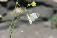 Zegris eupheme menestho