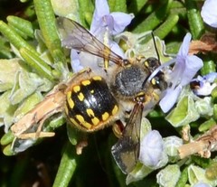 Anthidium manicatum