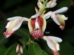 Alpinia zerumbet