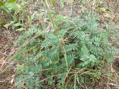 Tephrosia virginiana