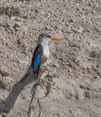 Halcyon leucocephala