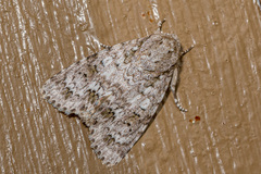 Blenina