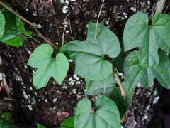 Trichosanthes pilosa