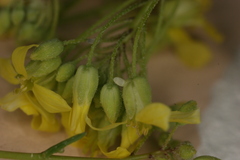 Zegris eupheme menestho