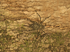 Pseudotrigonidium australis