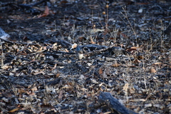 Malurus splendens splendens