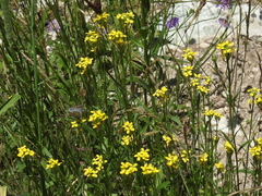 Erysimum virgatum