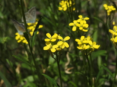 Erysimum virgatum