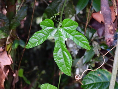 Trichosanthes pilosa