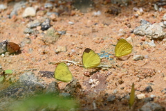 Eurema sari