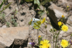 Zegris eupheme menestho