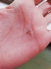 Culex quinquefasciatus