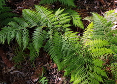 Calochlaena dubia