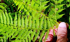 Calochlaena dubia