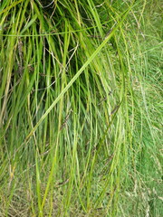 Carex solandri