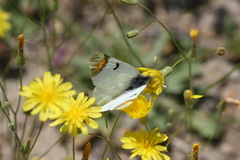 Zegris eupheme menestho