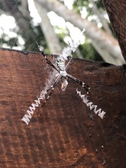 Argiope submaronica