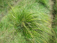 Carex solandri