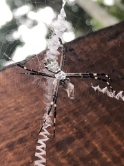 Argiope submaronica