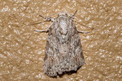Characoma metalophota
