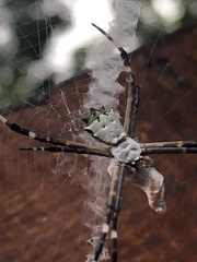 Argiope submaronica